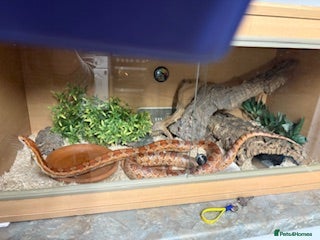 Corn Snake reptiles Male Corn Snake - Advert 1