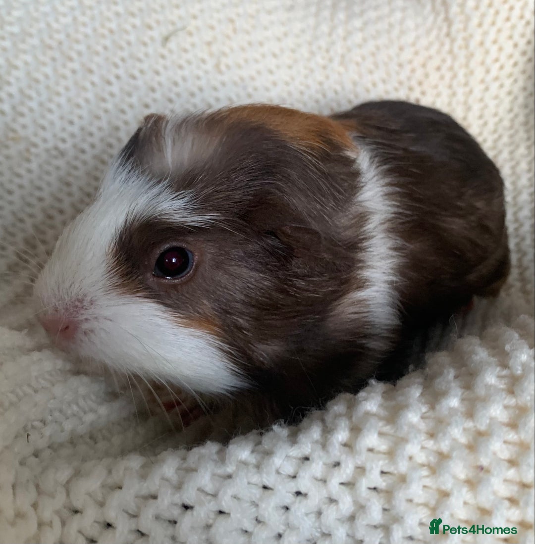 Guinea Pig rodents for sale:  VERY tame, healthy, GORGEOUS baby boy Guinea pigs - Advert 20