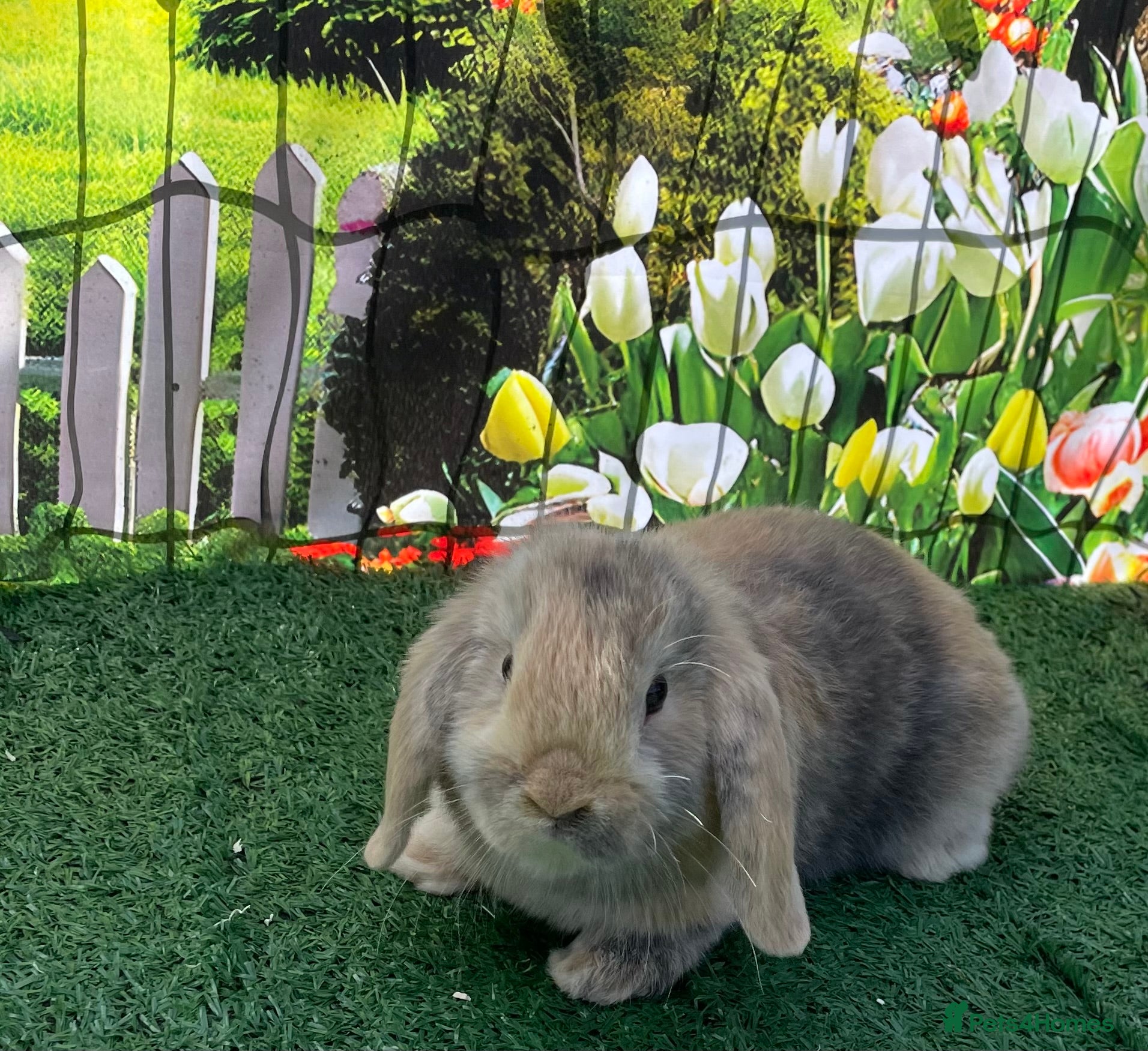 Mini Lop rabbits Beautiful mini lops - Advert 1