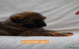 German Shepherd dogs for sale: German Shepherd Puppies - Image 36