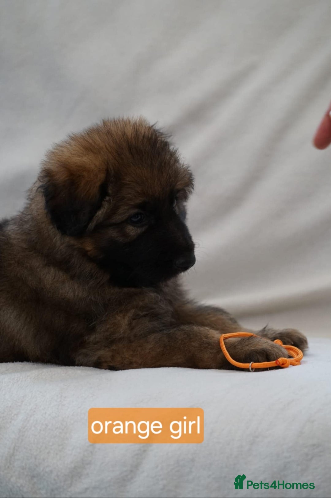 German Shepherd dogs for sale: German Shepherd Puppies - Image 36