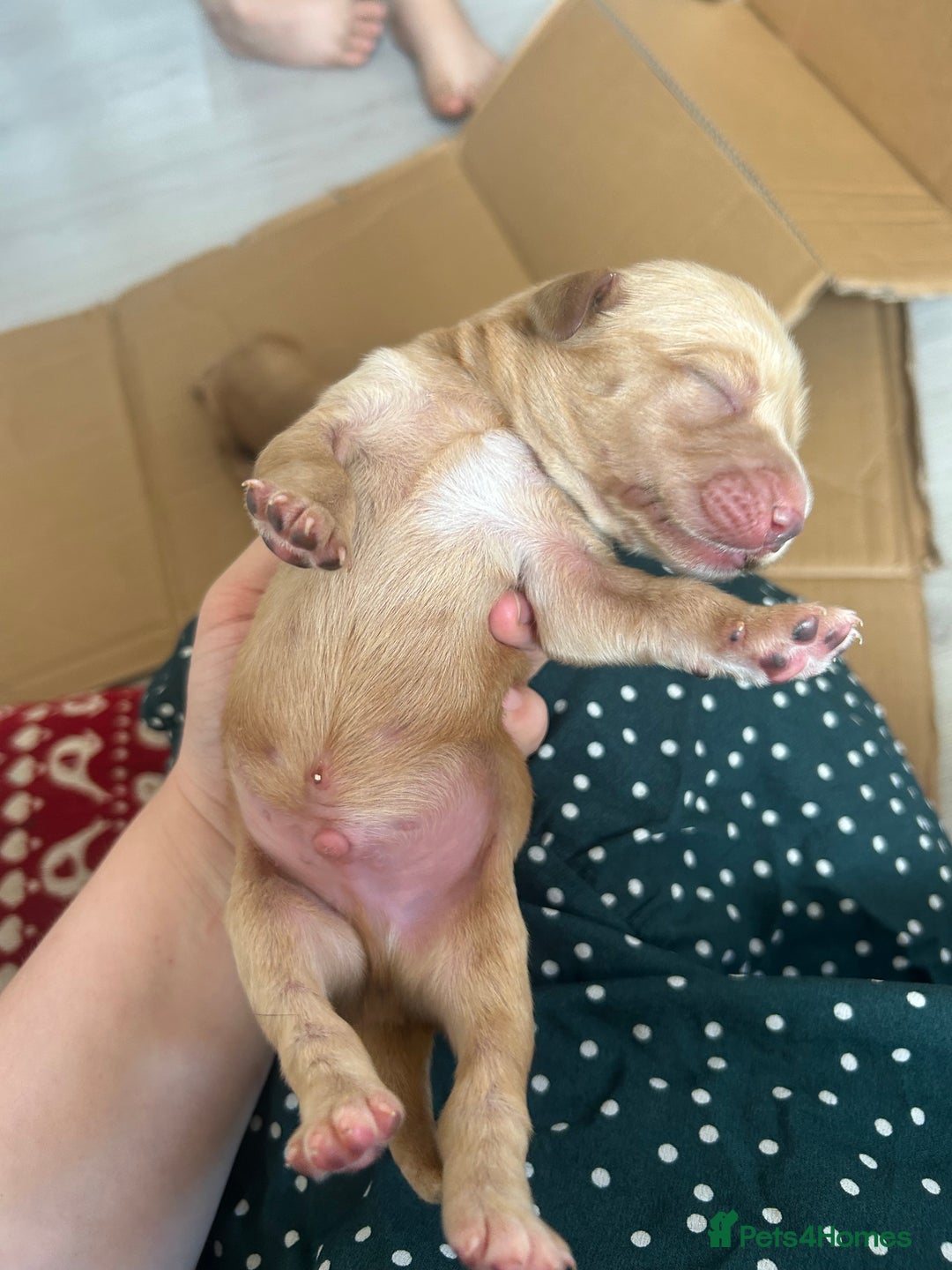 Springador dogs for sale: 3/4 Labrador (Springador x Labrador) Pups for Sale - Image 22