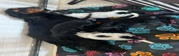 Cocker Spaniel dogs for sale: Cocker spaniels - Advert 10