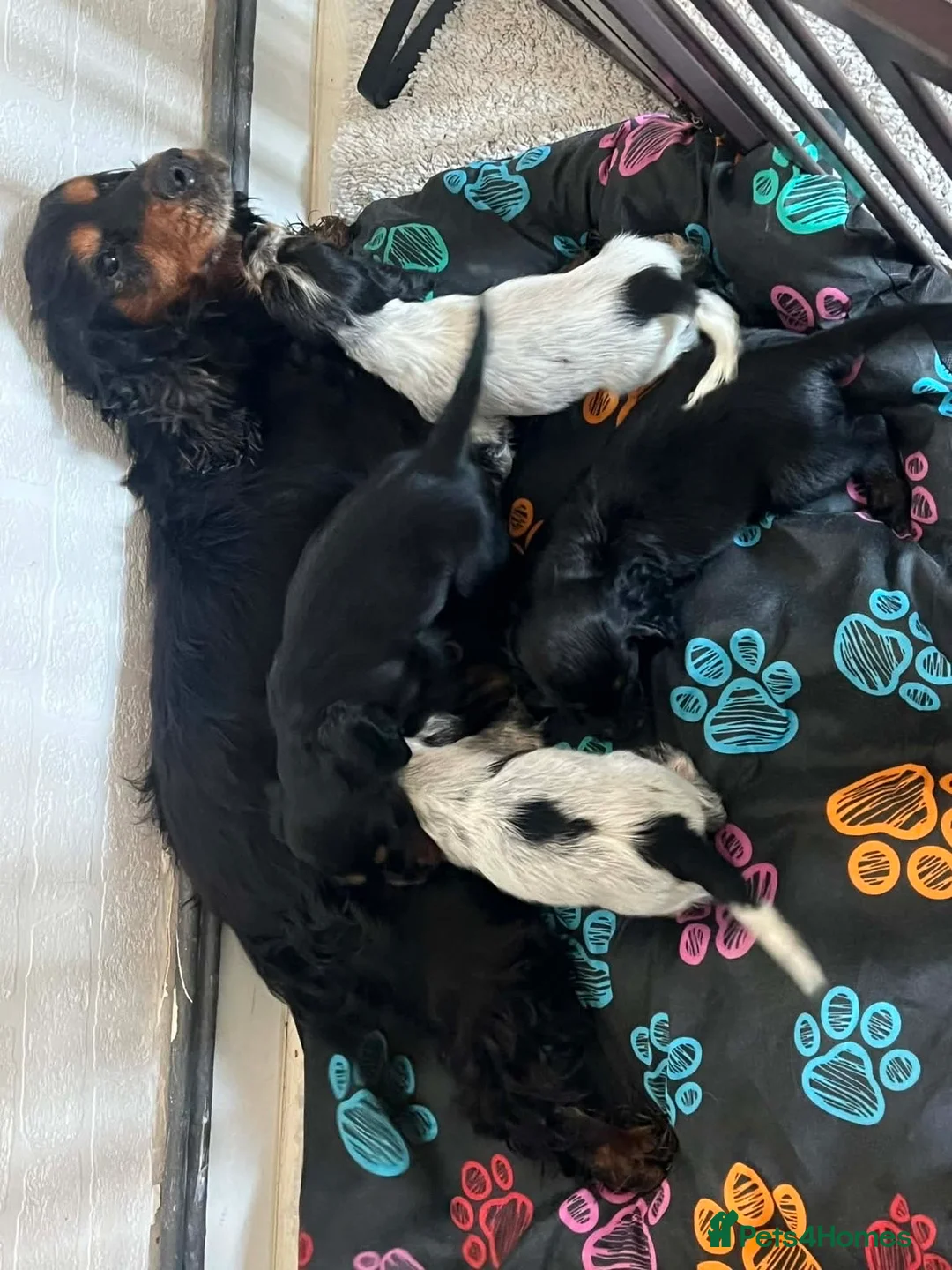 Cocker Spaniel dogs for sale: Cocker spaniels - Advert 10