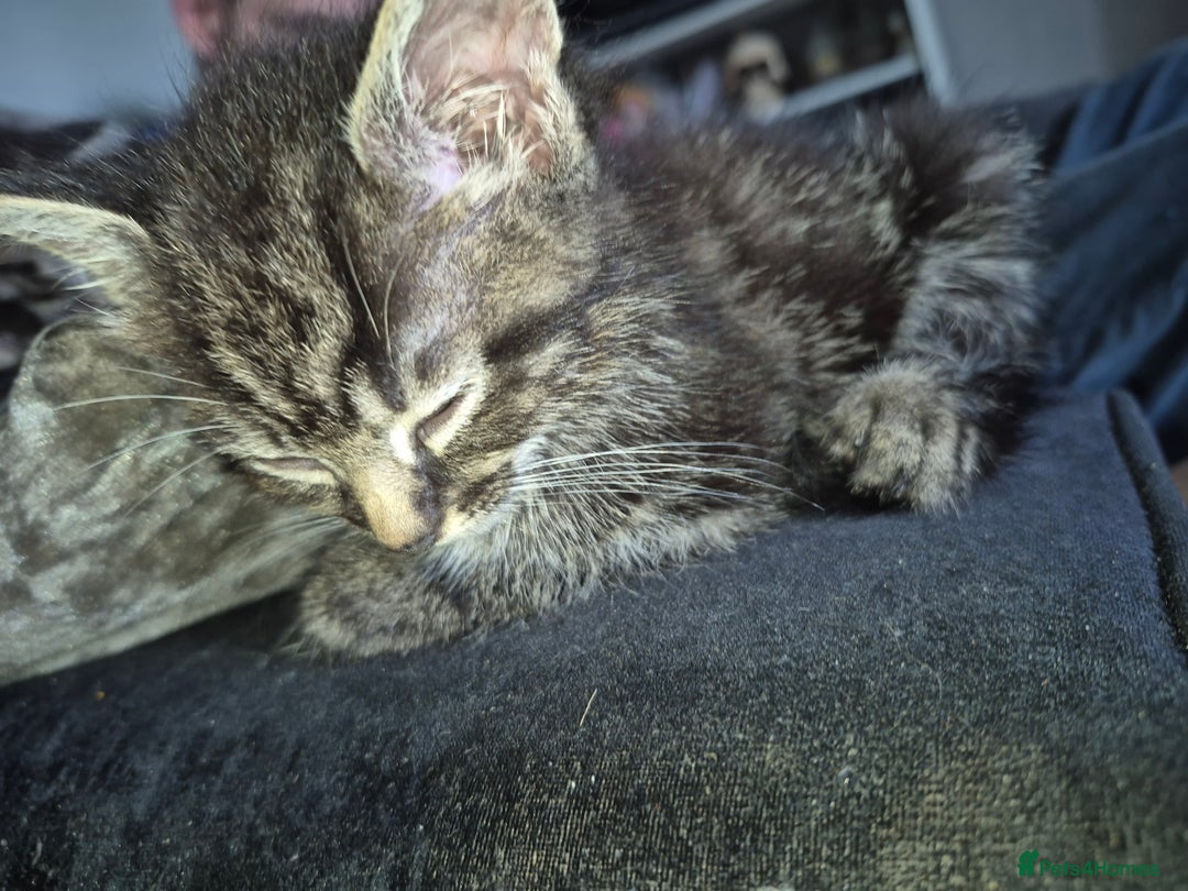 Mixed Breed cats for sale: Looking for there forever Home  - Image 3