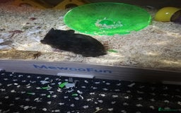 Hamster rodents for sale: Black female Syrian hamster for sale - Image 3