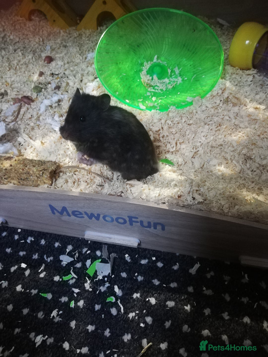 Hamster rodents for sale: Black female Syrian hamster for sale - Image 3