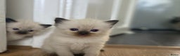 Ragdoll cats for sale: Blue eyed Ragdoll Kittens  - Advert 3