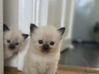 Ragdoll cats Blue eyed Ragdoll Kittens - Advert 1