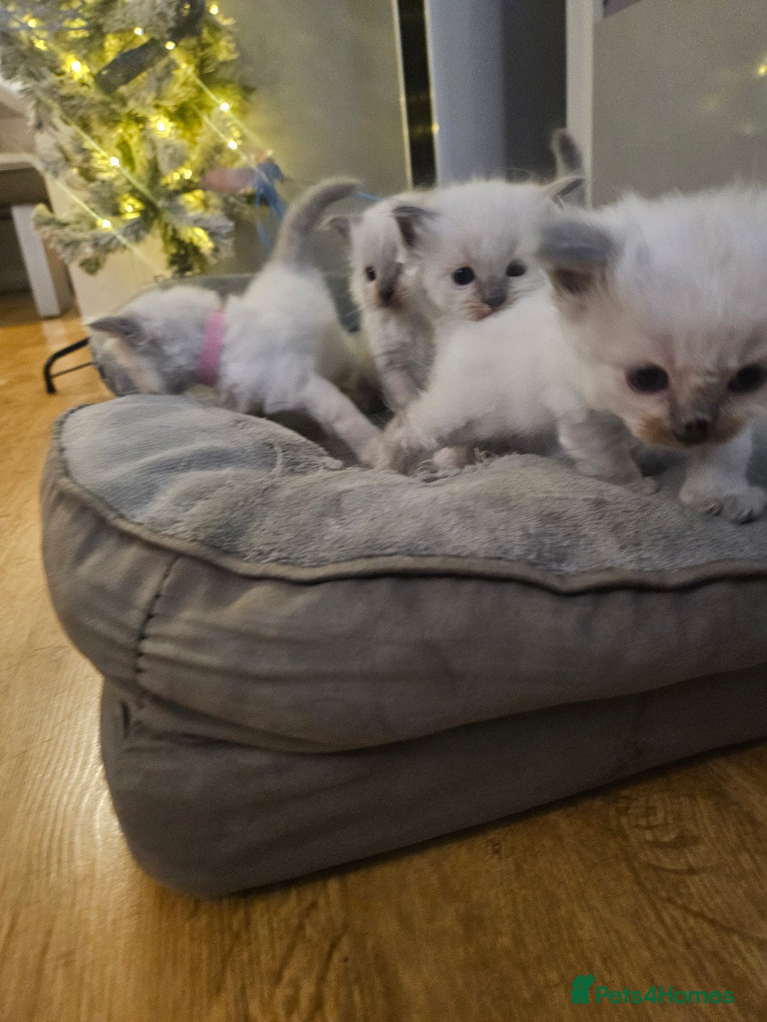 Ragdoll cats for sale: Baby girl and boy ragdoll kittens - Advert 17