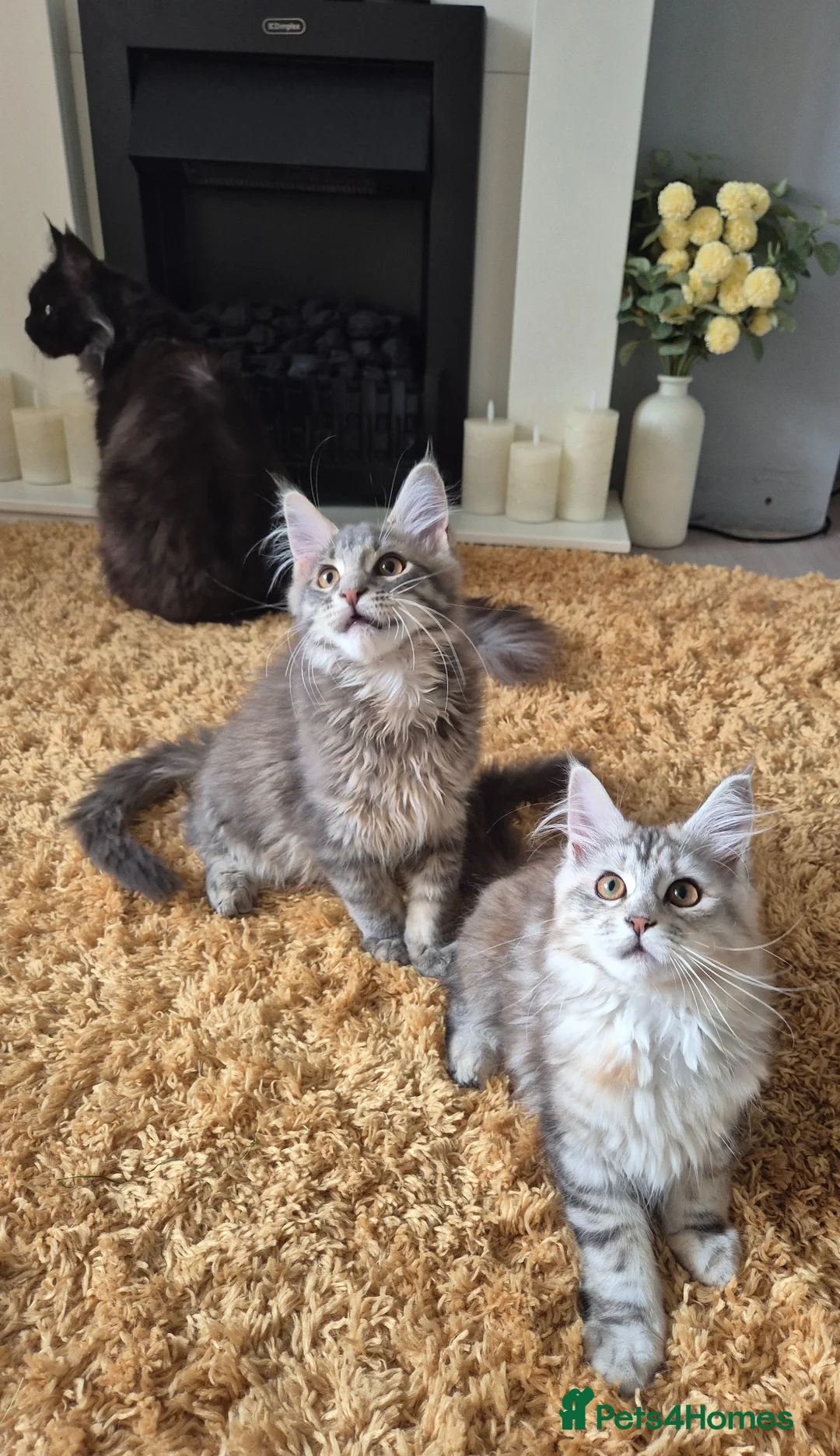 Maine Coon cats for sale: 2 Beautiful Maine coon kittens - Advert 1