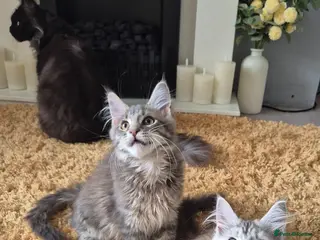 Maine Coon cats 2 Beautiful Maine coon kittens - Advert 2