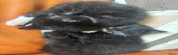 Domestic Shorthair cats for sale: 5 black and white kittens ready to take home  - Advert 6