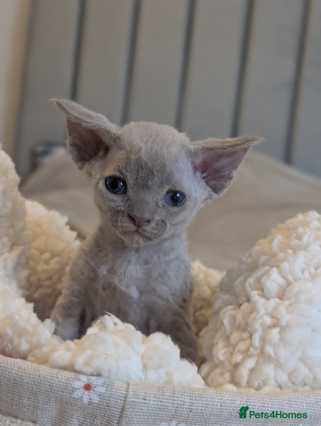Devon Rex cats for sale: Beautiful Lilac boy available ♥️ - Advert 14