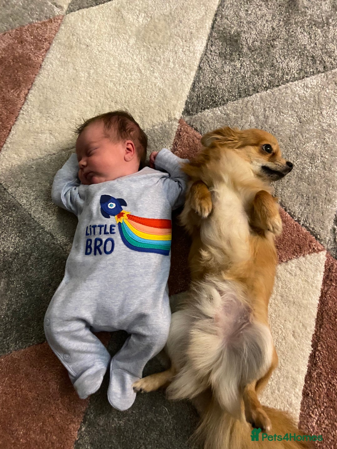 Chihuahua dogs for sale: Long Hair Chihuahua for rehome - Advert 4