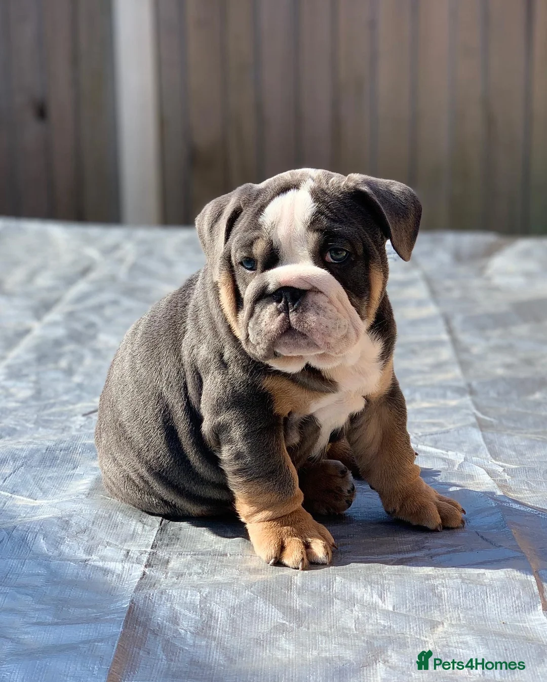 English Bulldog dogs for stud: English Bulldog Stud – Exceptional Temperament - Advert 20