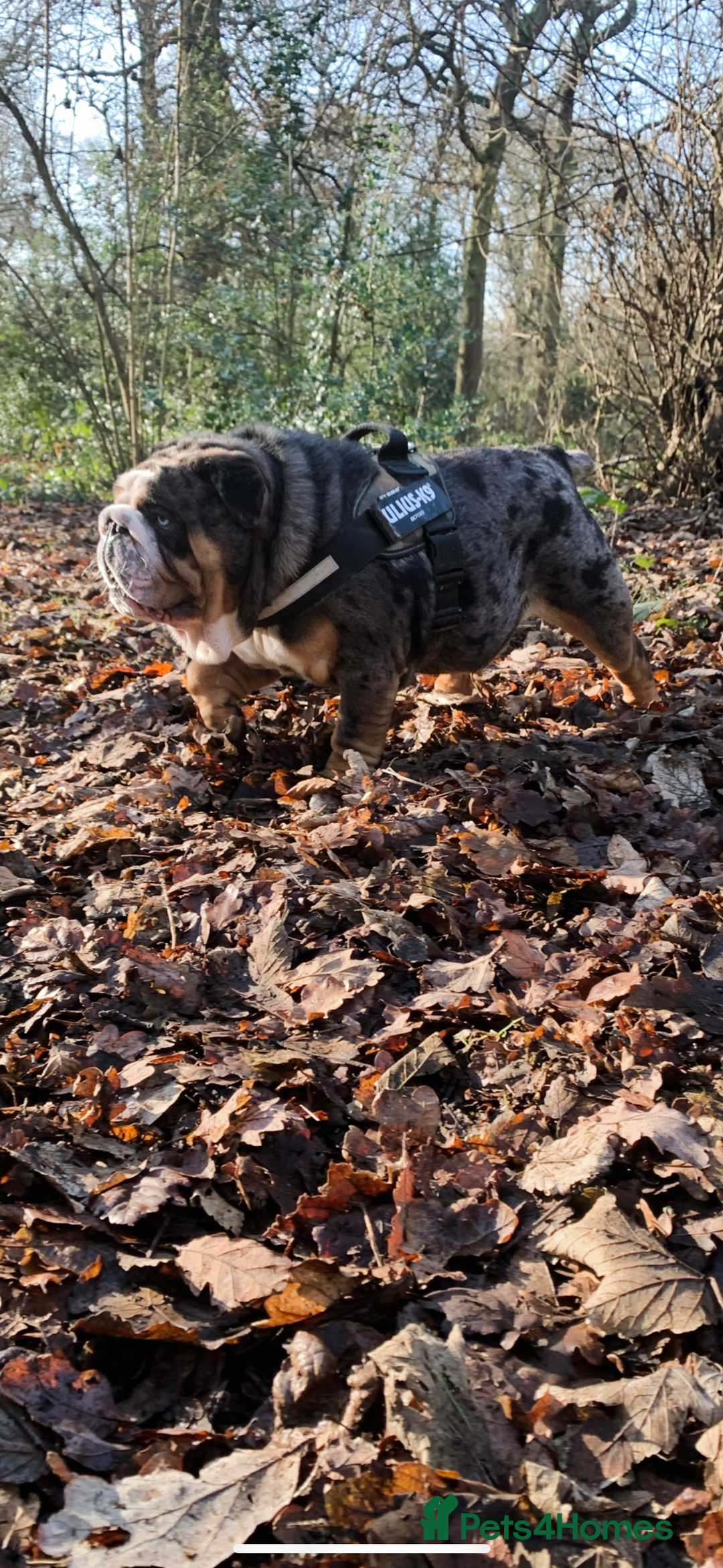 English Bulldog dogs for stud: Black Friday deal!!! in Derby - Advert 3