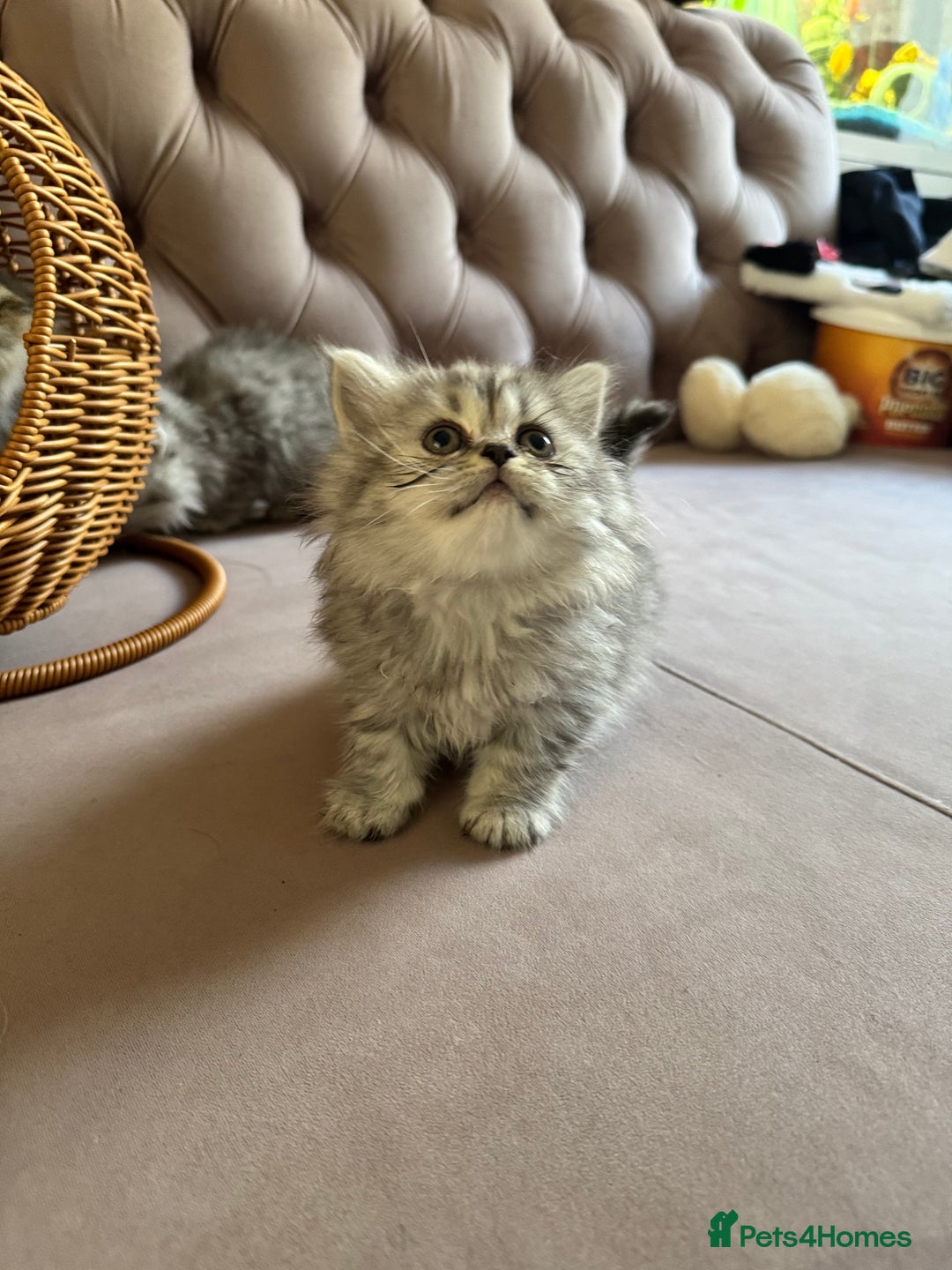 British Longhair cats for sale: British Long Hair Kittens - Image 21