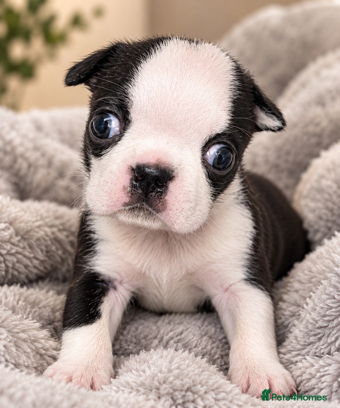 Boston Terrier dogs for sale: Rare opportunity/ KC reg Boston terrier  - Advert 1