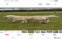 Golden Retriever dogs for sale: KC Registered Golden Retreiver Puppies  - Image 14