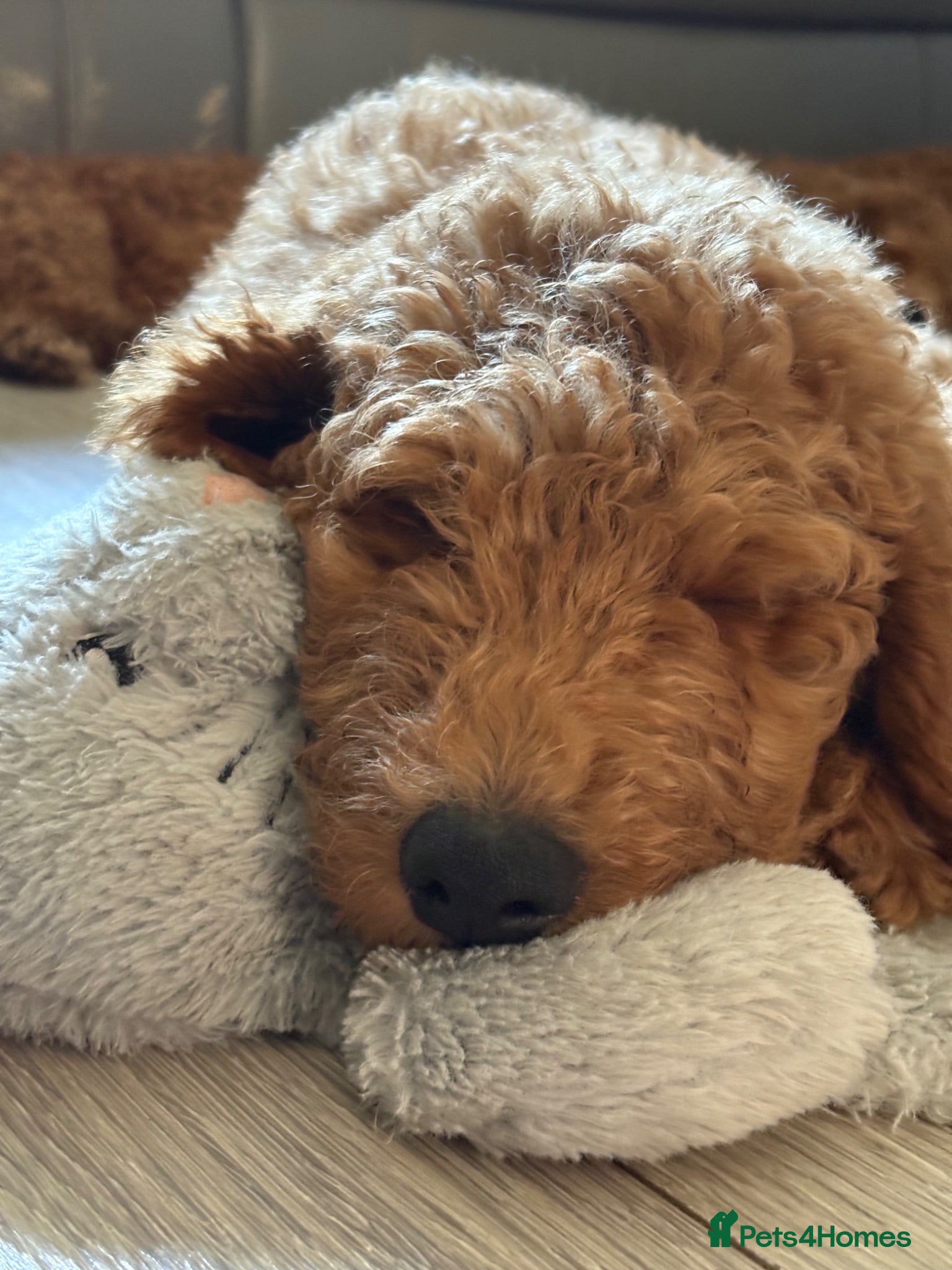 Goldendoodle dogs F1bb goldendoodle puppies READY TO LEAVE - Advert 2