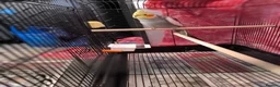 Cockatiels birds for sale: 5 Month Old Male Cockatiel with Cage – Manchester in Manchester - Advert 3