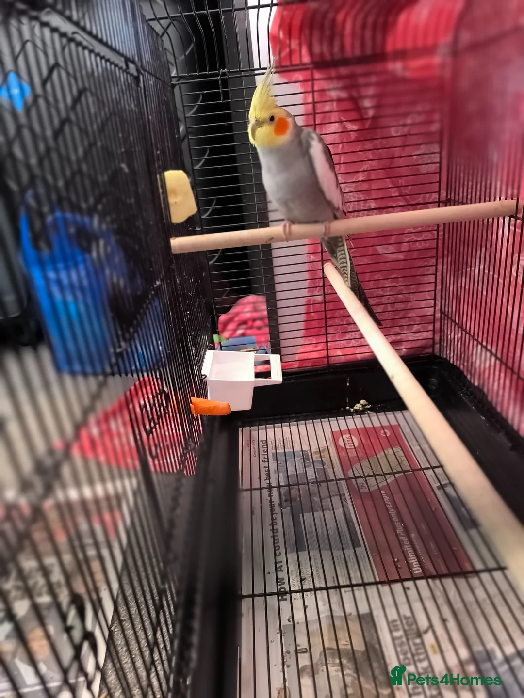 Cockatiels birds for sale: 5 Month Old Male Cockatiel with Cage – Manchester in Manchester - Advert 3