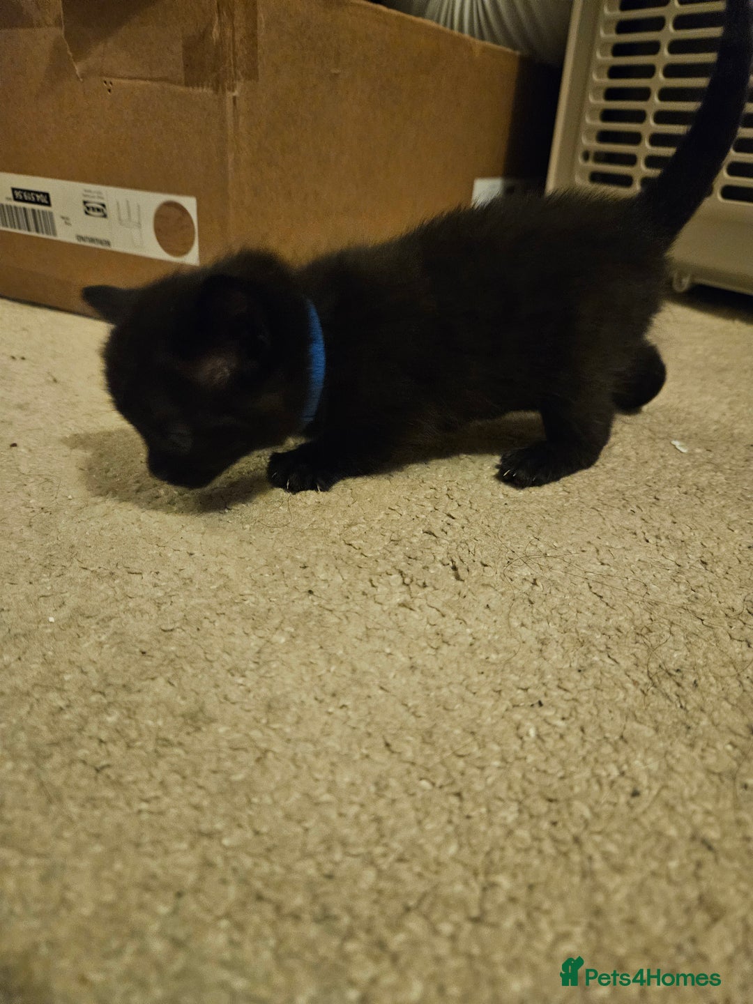 British Shorthair cats for sale: 4 black kittens, 1 boy 3 girls  - Advert 3