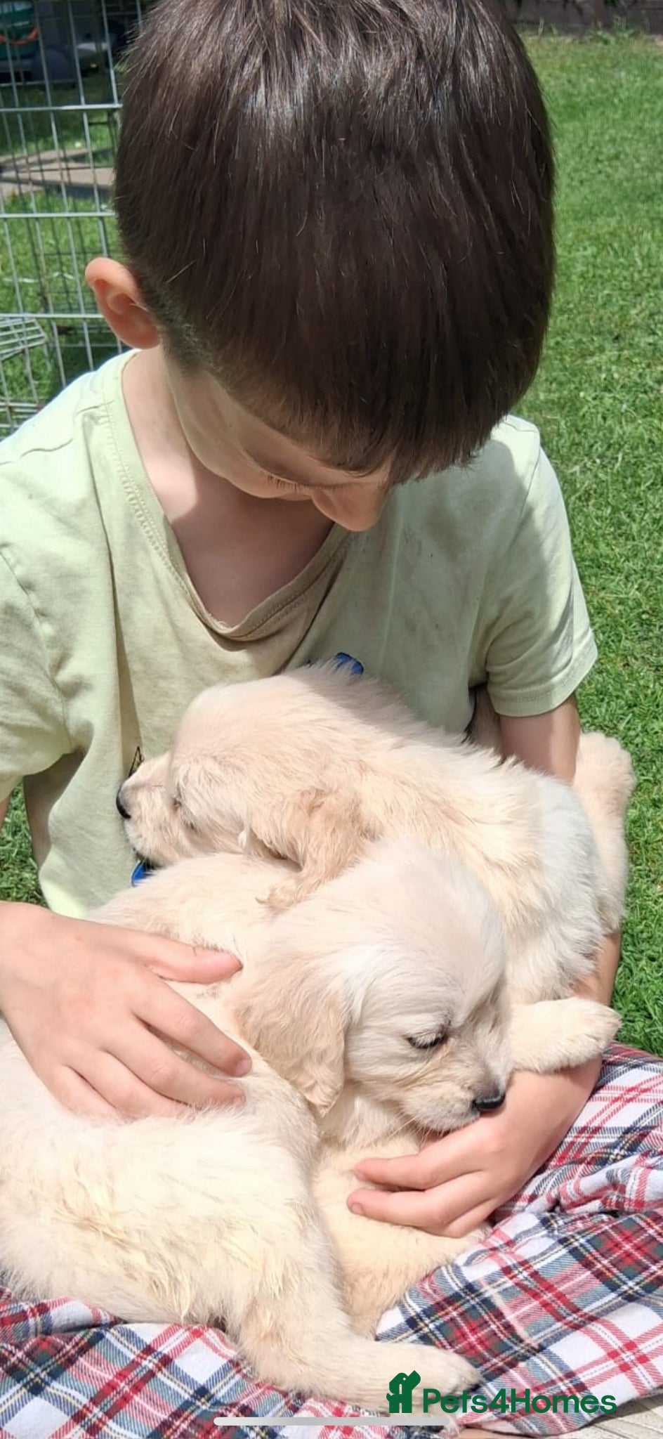 Golden Retriever dogs for sale: Golden retriever puppy’s  - Advert 11