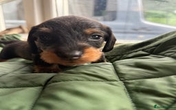 Miniature Dachshund dogs for sale: Miniature wirehaired Dachshund  - Image 2