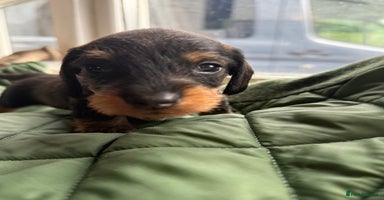 Miniature Dachshund dogs - Advert 1