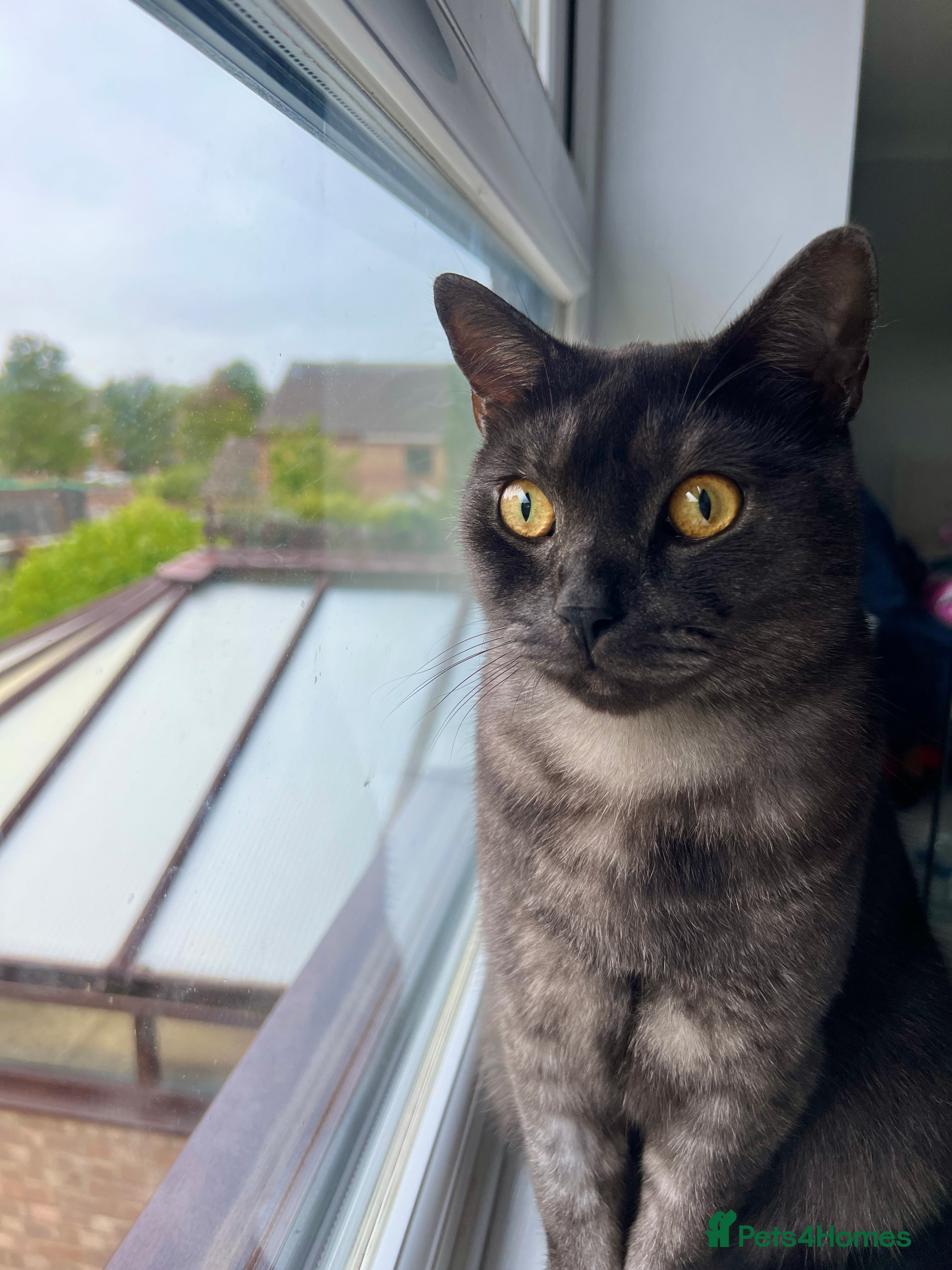 Mixed Breed cats British shorthair mixed breed  - Advert 1