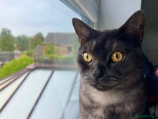 Mixed Breed cats British shorthair mixed breed - Advert 9