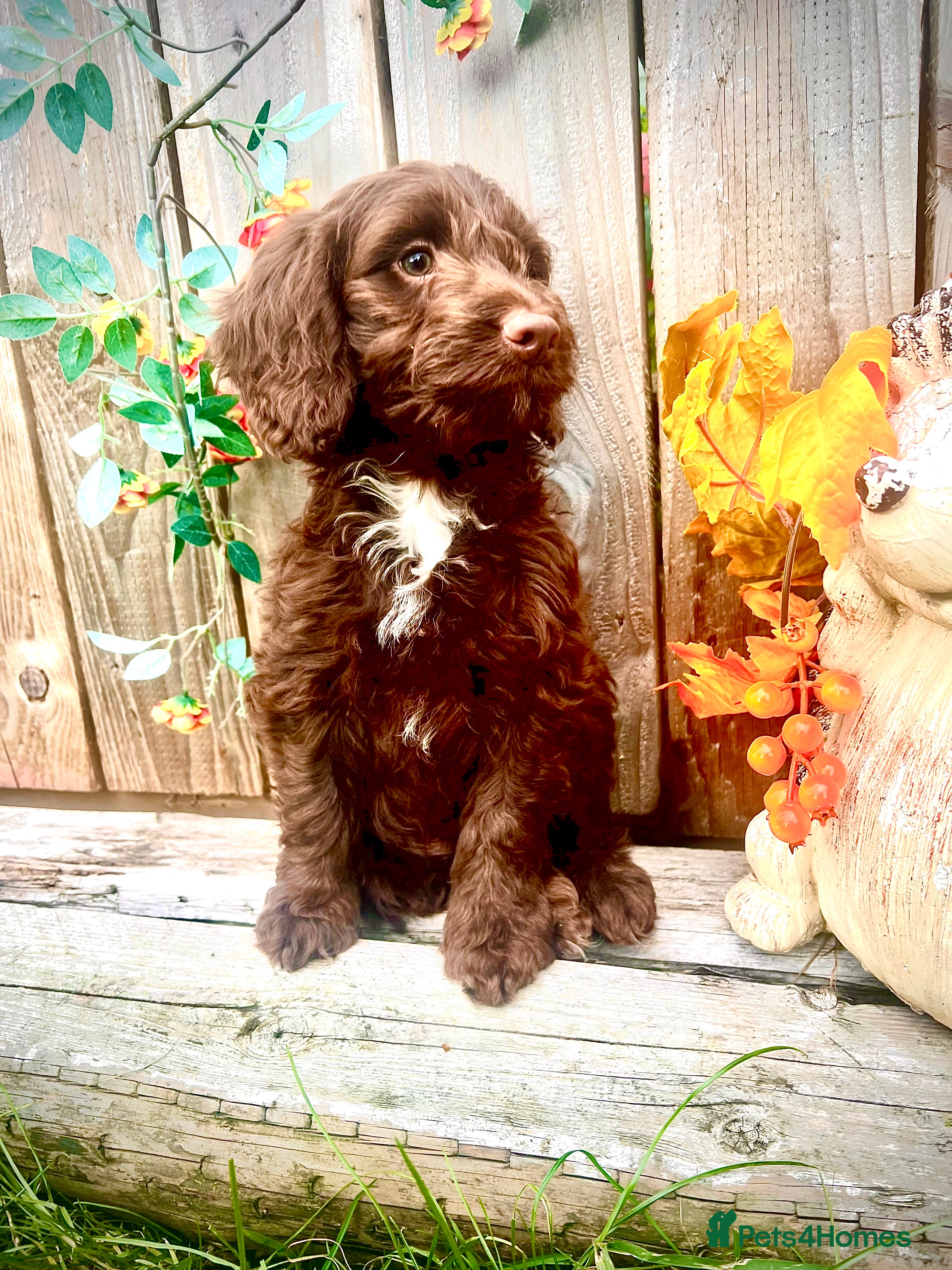 Sproodle dogs Merle and Chocolate Mini Sproodles  - Advert 2