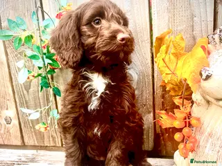 Sproodle dogs Merle and Chocolate F1 Sproodles - Advert 2