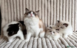Ragdoll cats for sale: Two adorable Ragdoll X Persian kittens for sale - Image 6