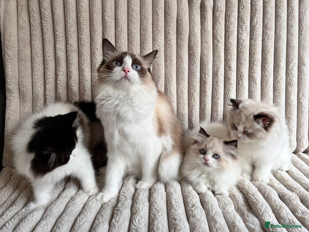 Ragdoll cats for sale: Two adorable Ragdoll X Persian kittens for sale - Image 6