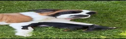 Miniature Dachshund dogs for sale: miniature dachshund male - Advert 2