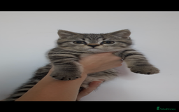 British Shorthair cats for sale: Ready now!! British shorthair kittens  - Image 6