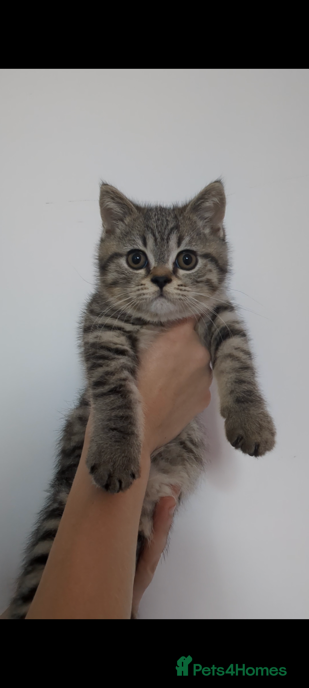 British Shorthair cats for sale: Ready now!! British shorthair kittens  - Image 6