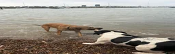 Mixed Breed dogs for sale: American bull dog x staffy  in Rochester - Advert 12