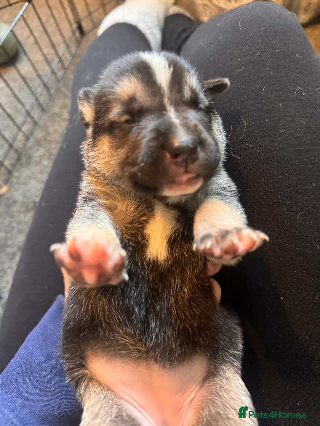 Mixed Breed dogs for sale: Staffy x belgian malinois  - Advert 1