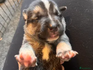 Mixed Breed dogs Staffy x belgian malinois - Advert 1