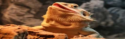 Bearded Dragon reptiles for sale: 3 year old Bearded Dragon with Vivarium included in Derby - Advert 11