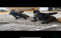 French Bulldog dogs for sale: New Home for Betty & Hugo - Image 2