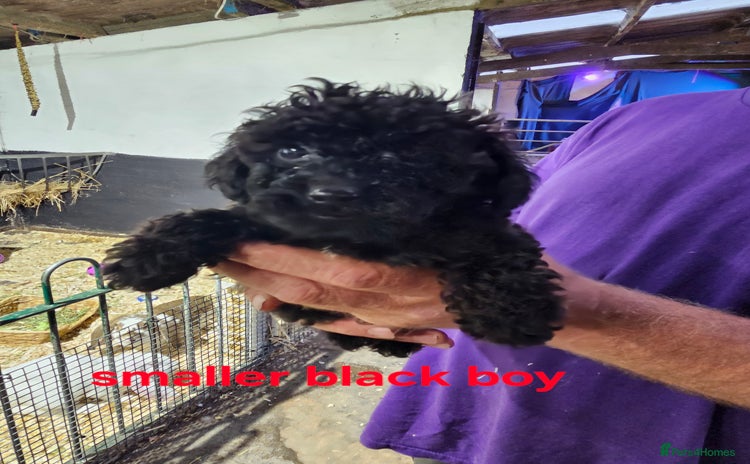 Toy Poodle dogs - Advert 6