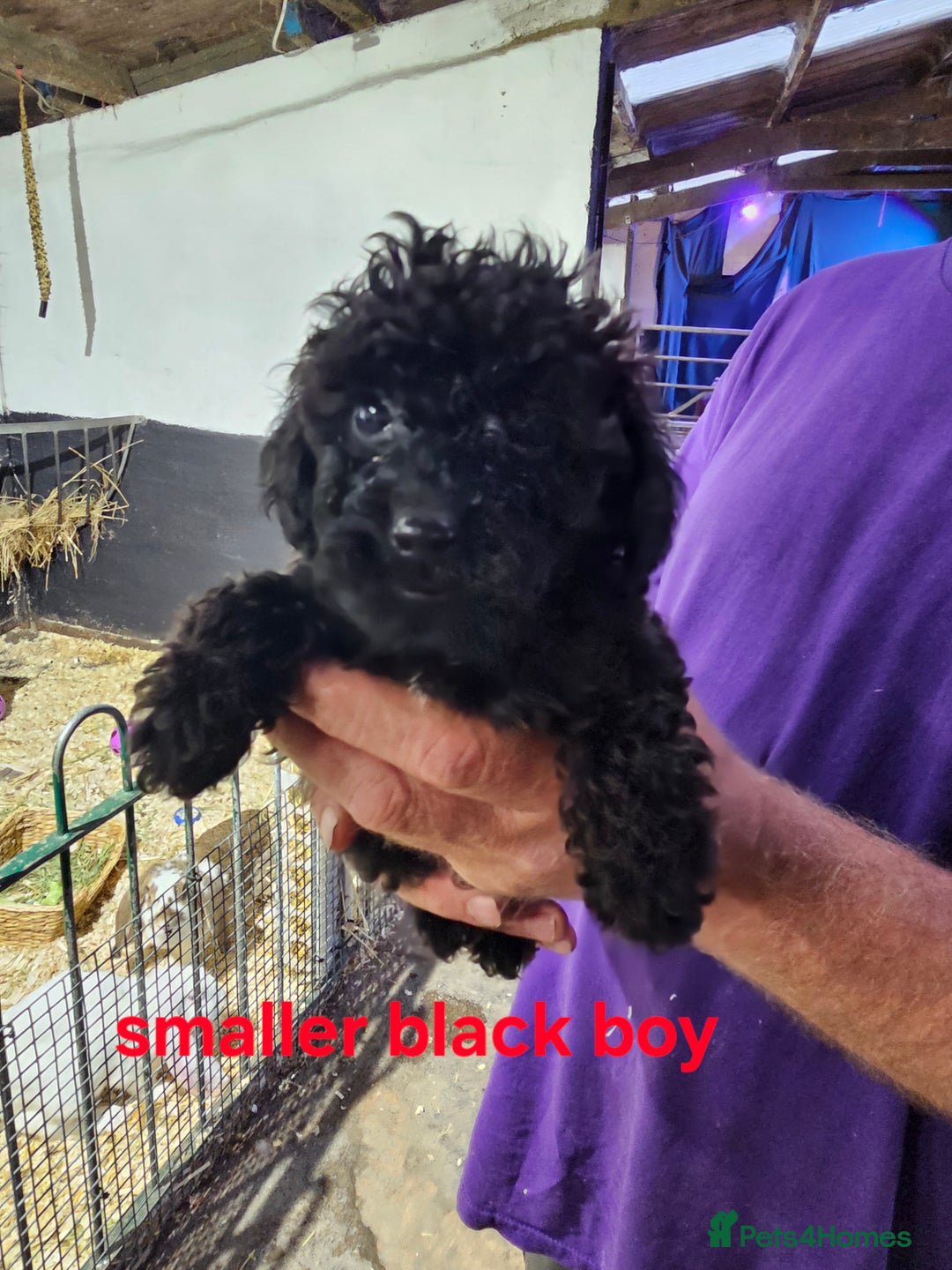 Toy Poodle dogs for sale: ** TOY POODLE PUPPIES ** - Image 1
