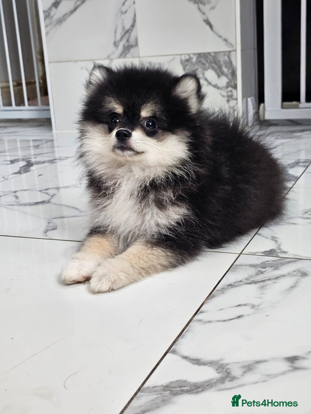 Pomsky dogs for sale: Pomsky puppies very small toy size F3  - Image 21