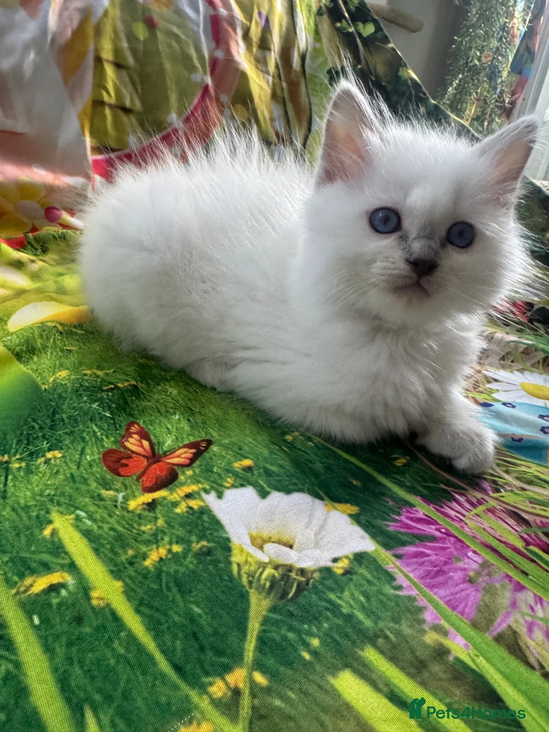 Ragdoll cats for sale: GCCF Reg Pedigree Ragdoll kittens TBRCC - Advert 1