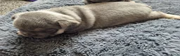 French Bulldog dogs for sale: French Bulldog Puppies in Nelson - Advert 20